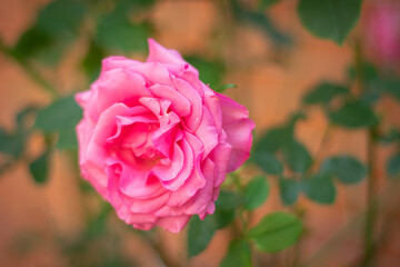 Pink Rose