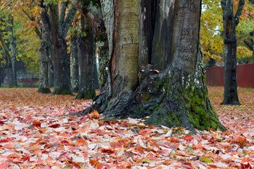 Autumn Poplar Tree 01