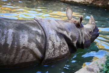 hippo in the water
