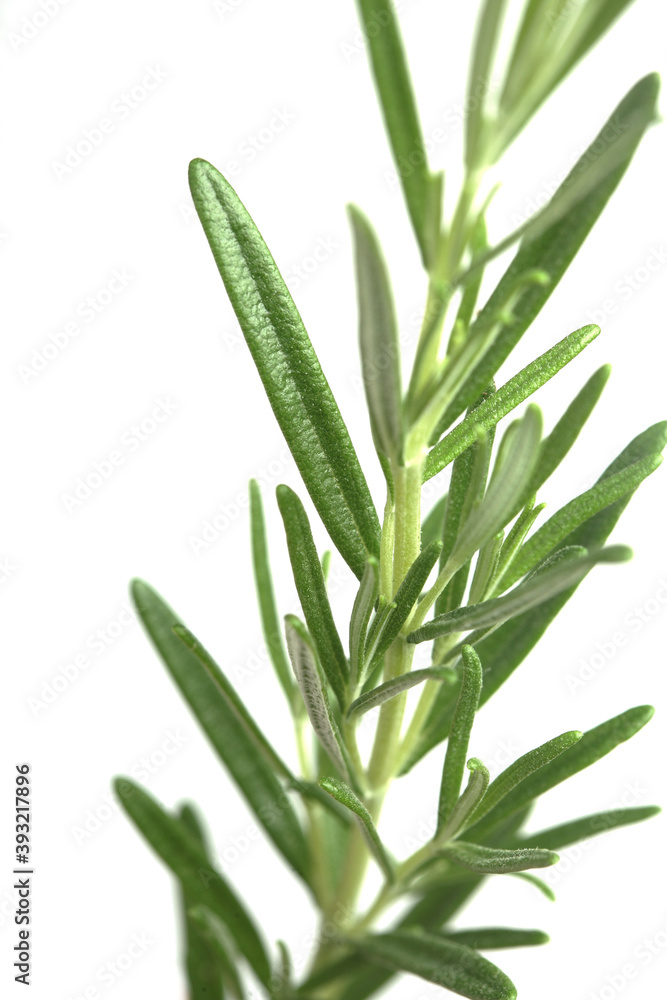 Wall mural Rosemary on white background - studio shot