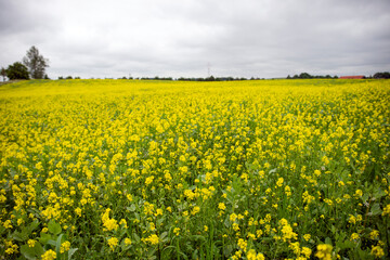 flowering rape seed field during sotrmy weather
