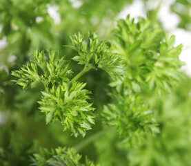 Parsley on white background - close-up