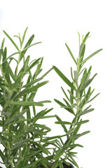Rosemary on white background - studio shot
