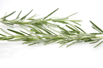 Fototapeta premium Rosemary on white background - studio shot