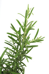 Rosemary on white background - studio shot