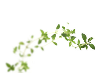 Thyme on white background - close-up