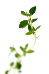 Thyme on white background - close-up