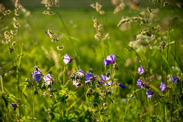 colorful meadow with violet flowers in the golden sunset light