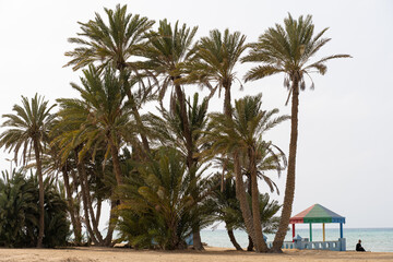 Cluster of tall date palm trees stand in a sunlit oasis near Amlag, Saudi Arabia, captured on a clear February morning. The green fronds contrast with the arid desert backdrop and bright blue sky in 2