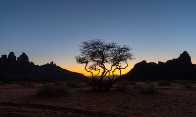 Obraz premium Sunset behind a lone desert tree in the Tabuk region of Saudi-Arabia