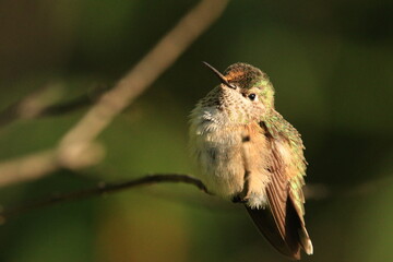 Selsphrus calliope (Zumbador Garganta Rayada)