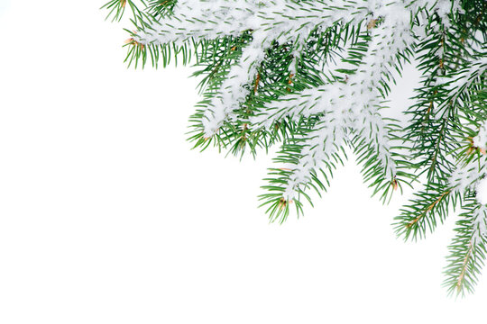 Nature Winter background with snowy fir tree