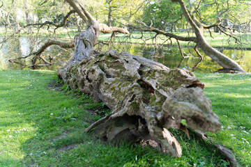 Ancient fallen tree trunk lies on a bed of green grass in a city park near Rotterdam, Netherlands....