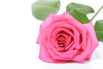 Rose on white background - close-up