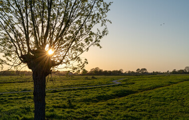 Sun sets behind a lone pollard willow tree in a meadow on the outskirts of Vlaardingen in South Holland, Netherlands, casting long shadows across green pasture and farmland in April 2020.