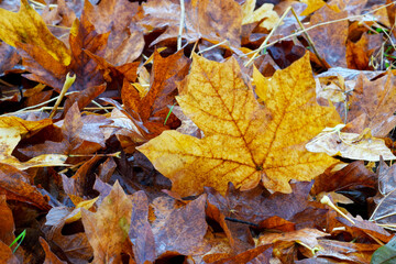 Autumn Maple Leaf 01