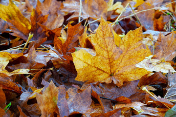 Autumn Maple Leaf 02