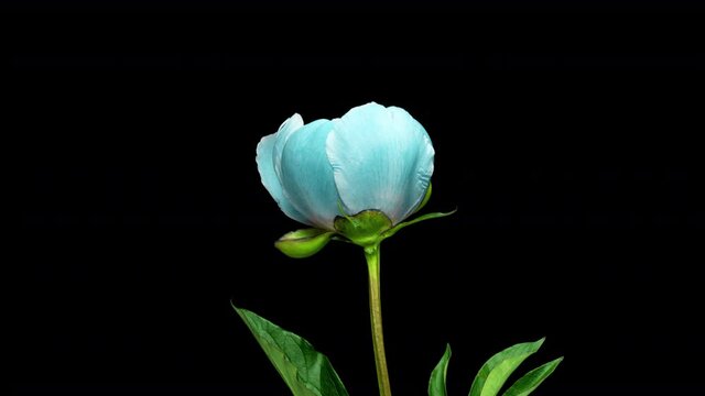 timelapse bouquet of pink peonies blooming on black background. Blooming peonies flowers open, close-up. Wedding backdrop, Valentine's Day. 4K UHD video. alpha channel