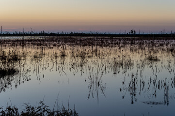 Morning Twilight in Swamp