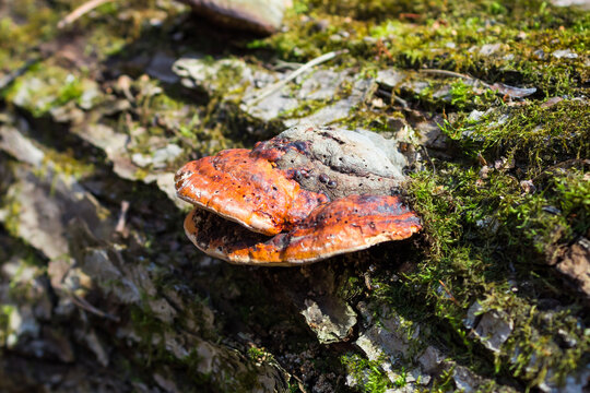 Fomitopsis pinicola, of the family Fomitopsidaceae.