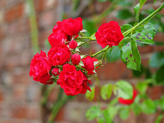 Fototapeta na wymiar Climbing red rose blooms and green leaves against a brick wall