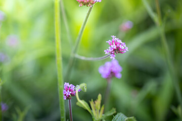 The background image of the colorful flowers