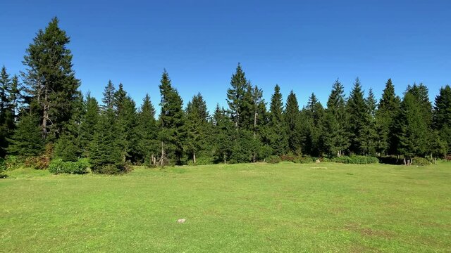 Footage of grass field, wild plants and pine forest trees near mountain village (high plateau) called "Sis Dagi" of Trabzon city of Black sea region in Turkey. Beautiful nature scene in sunny day.