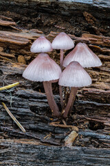 Liberty Cap-like Mushrooms in Fall, Idaho