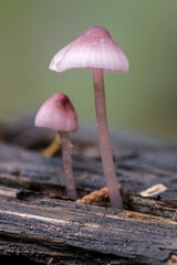 Liberty Cap-like Mushrooms in Fall, Idaho
