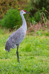 Close-up of Sandhill Cranes foraging for insects in the soft sandy soil in a pasture in Florida