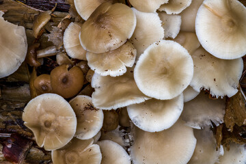 Cluster of Mushrooms on a Tree Trunk in Idaho