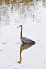 Hunting Heron 12