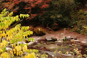 紅葉と落ち葉が積もった菊池渓谷の秋の風景