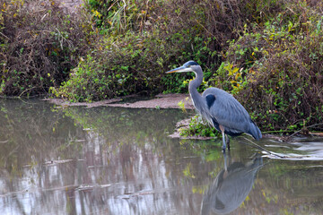 Hunting Heron 15