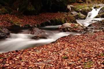 紅葉と落ち葉が積もった菊池渓谷の秋の風景