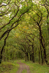 path in the forest