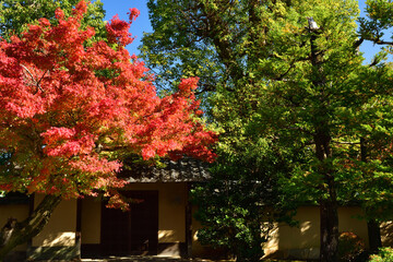 京都嵯峨野の紅葉