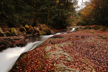 紅葉と落ち葉が積もった菊池渓谷の秋の風景