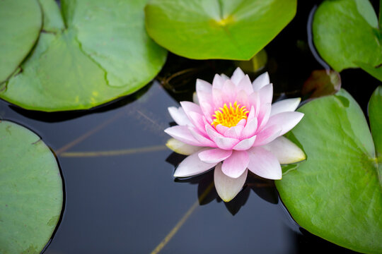 Pink water lilies or Nymphaea in a decorative pond in the garden in oriental style.