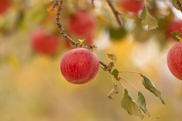 Ripe red apples hanging from a tree with autumn colors in the background and the leaves in the foreground beginning to curl and turn brittle. 