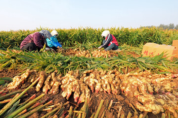farmers are harvesting ginger in their fields, LUANNAN COUNTY, Hebei Province, China