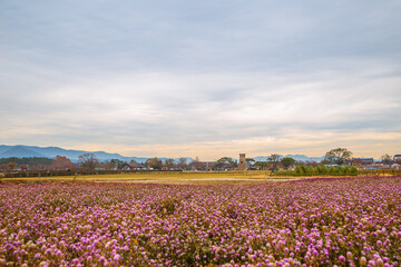 Cheomseongdae observatory with flower field in Gyeongju, Korea