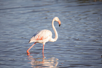 Flamenco walking on water.