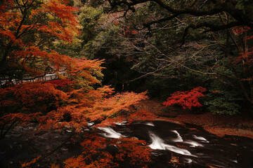 紅葉と落ち葉が積もった菊池渓谷の秋の風景