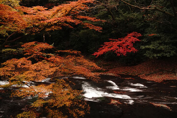 紅葉と落ち葉が積もった菊池渓谷の秋の風景