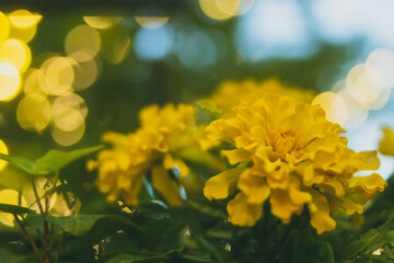 yellow flowers in spring