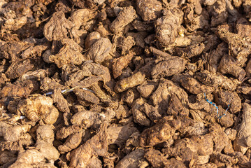 Hassan, Karnataka, India - November 3, 2013: Closeup of freshly harvested heap of brown ginger roots along road.