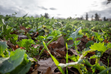 fields with green leaves in overcast weather
