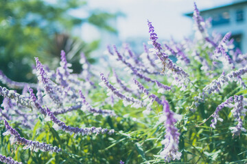 Obraz premium lavender flowers in the garden