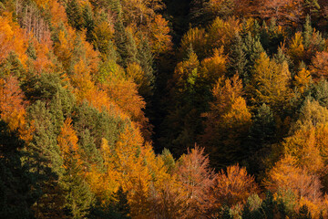 Fototapeta premium Beech forest and other trees with autumn colors in the Selva de Oza, Aragonese Pyrenees. Hecho and Anso, Huesca, Spain.